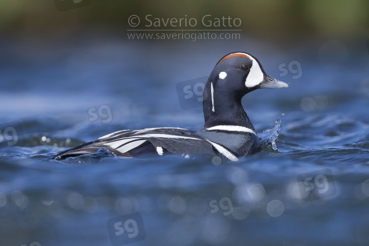 Harlequin Duck