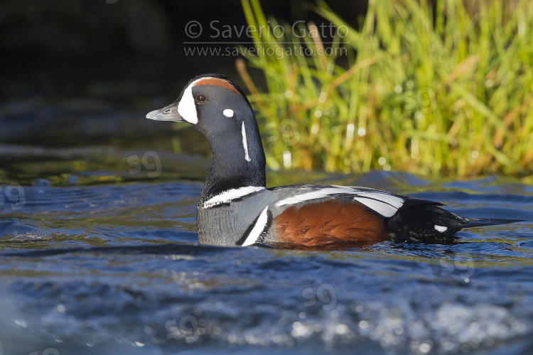 Harlequin Duck