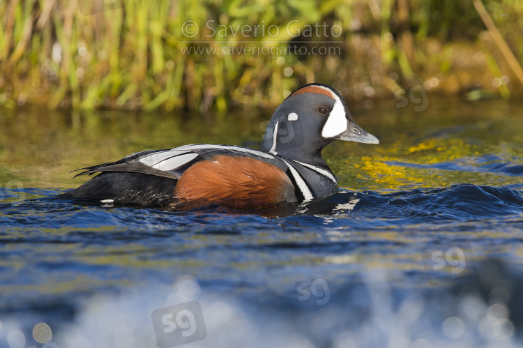 Harlequin Duck