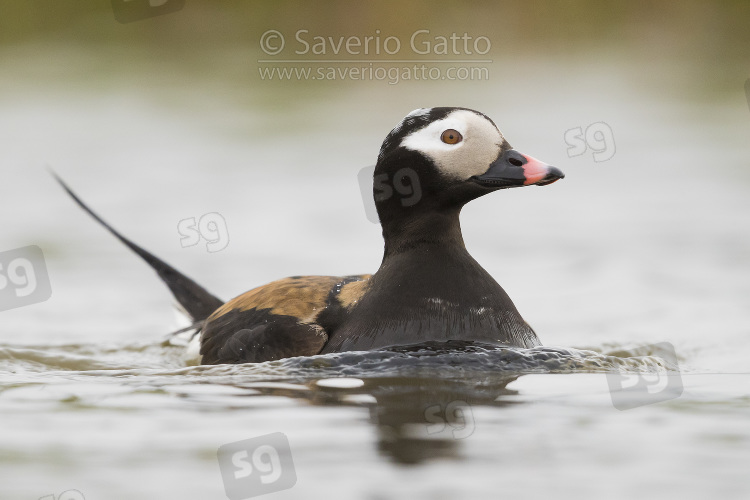 Long-tailed Duck