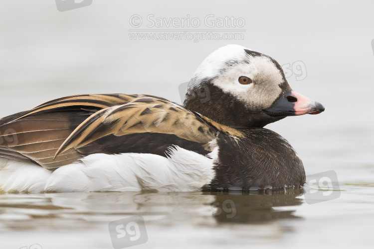 Long-tailed Duck