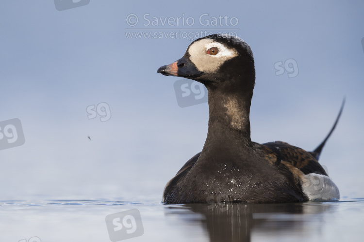 Long-tailed Duck