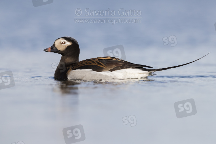 Long-tailed Duck