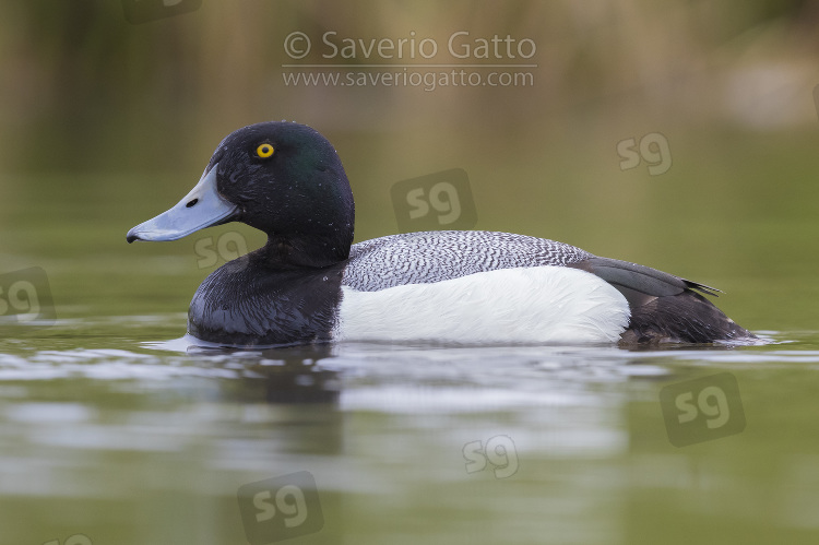 Greater Scaup, adult male swimming in a pond