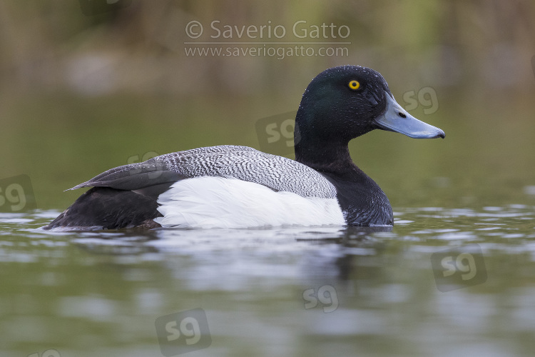 Greater Scaup, adult male swimming in a pond