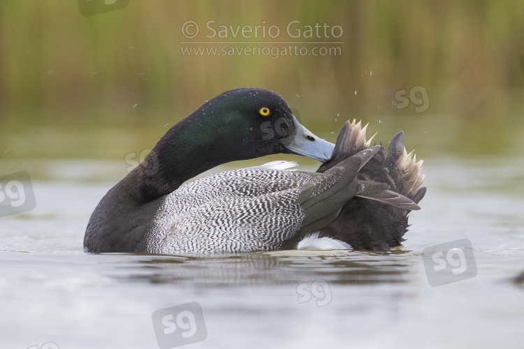 Greater Scaup, adult male preening