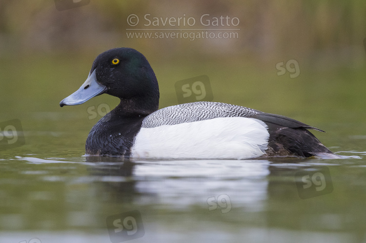 Greater Scaup, adult male swimming in a pond