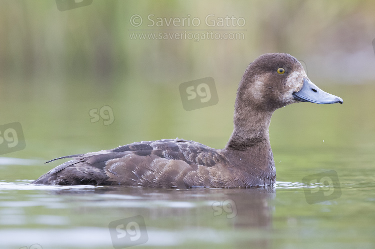 Greater Scaup, adult female swimming in a pond