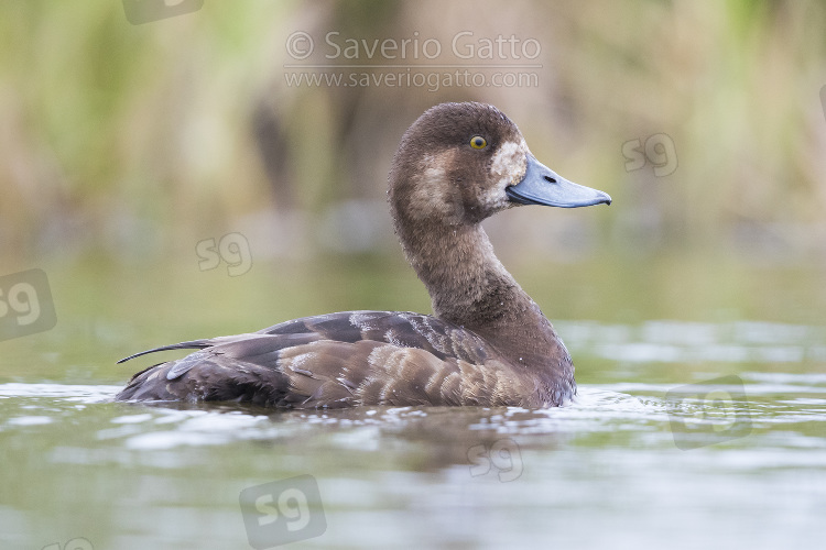 Greater Scaup, adult female swimming in a pond