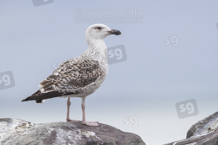 Great Black-backed Gull, juvenile standing on a rock