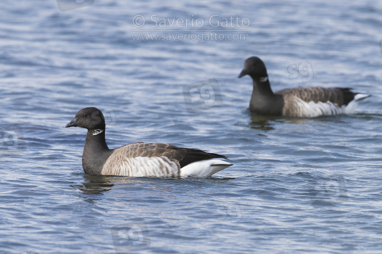 Brant Goose