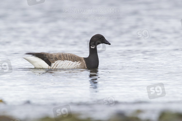 Brant Goose