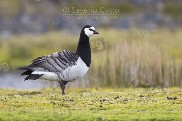 Barnacle Goose, adult standing on the grass