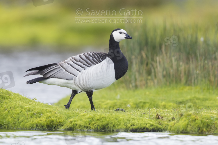 Barnacle Goose, adult standing on the grass