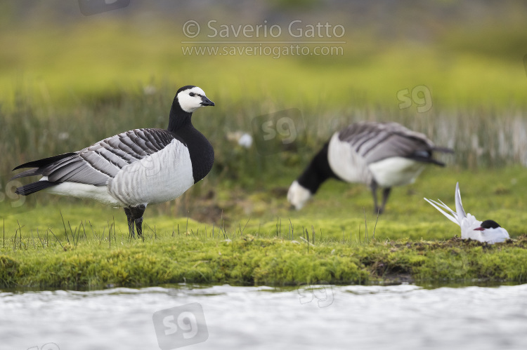 Barnacle Goose, adult standing on the grass close to a nest of arctic tern
