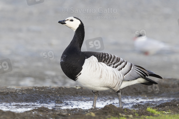 Barnacle Goose