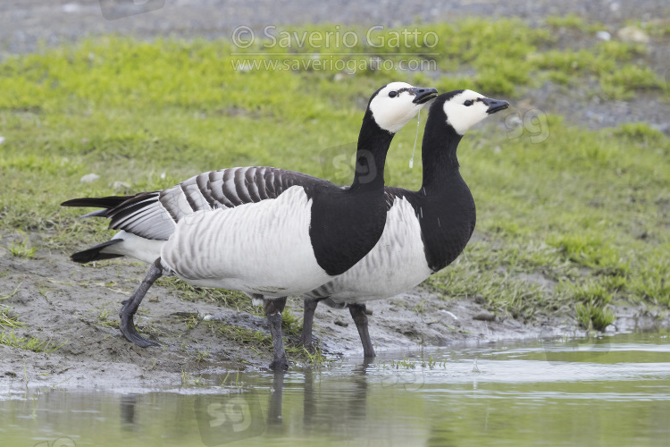 Barnacle Goose