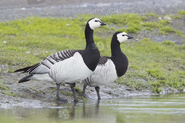 Barnacle Goose, adults drinking in a pool