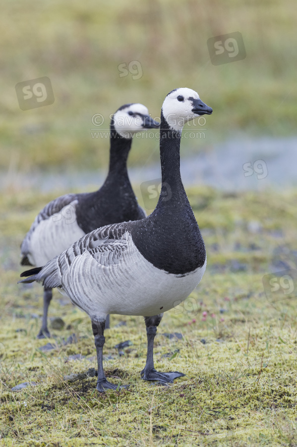 Barnacle Goose