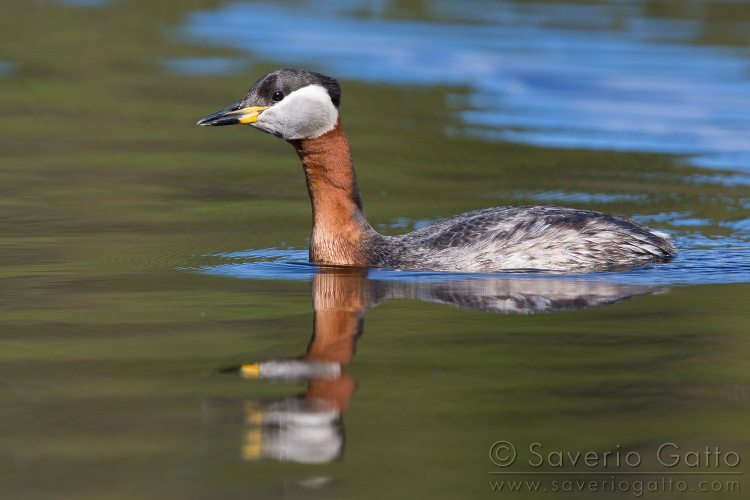 Red-necked Grebe