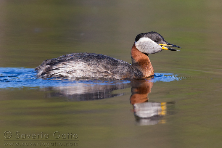 Red-necked Grebe