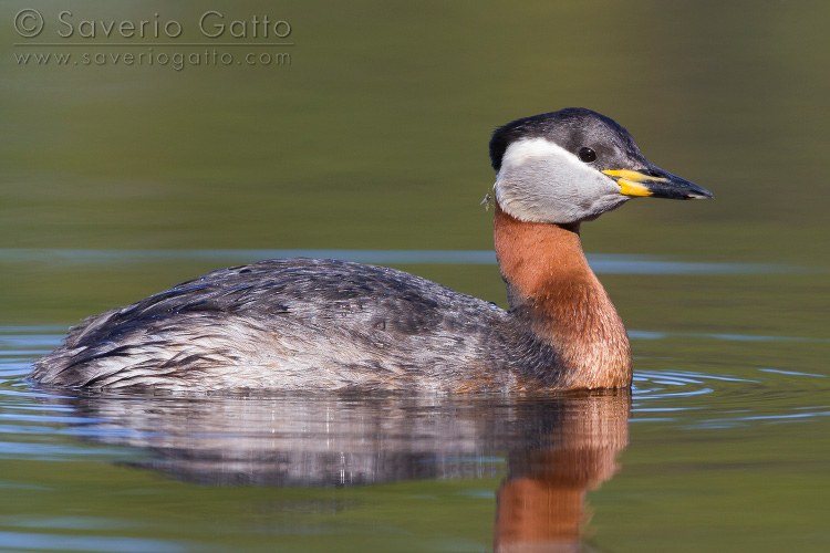 Svasso collorosso, adulto in un lago