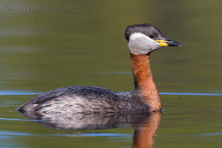 Svasso collorosso, adulto in un lago