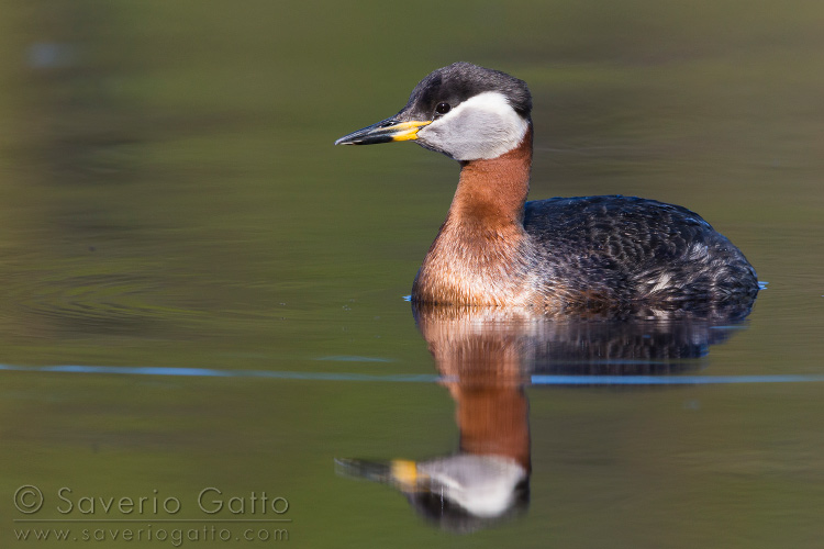 Red-necked Grebe