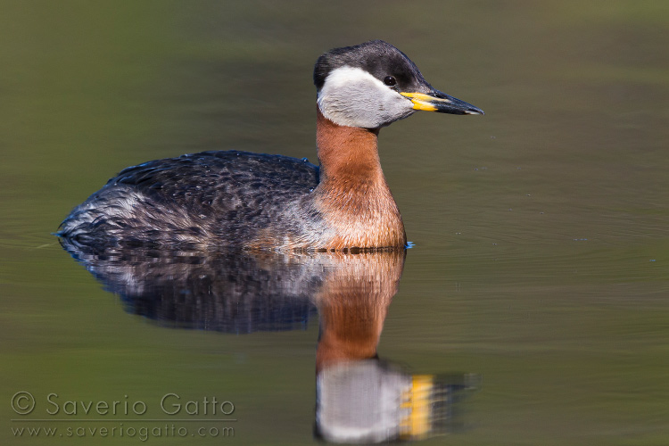 Red-necked Grebe