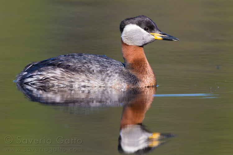 Red-necked Grebe