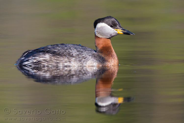 Red-necked Grebe