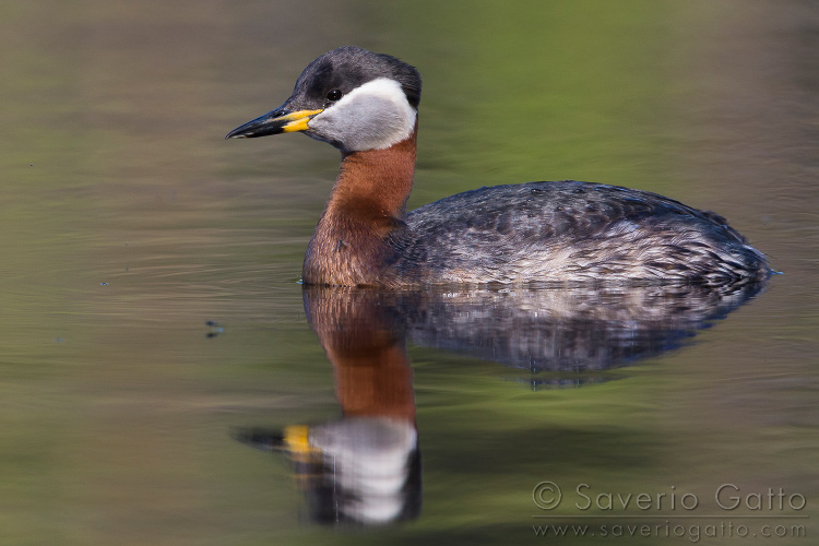 Red-necked Grebe