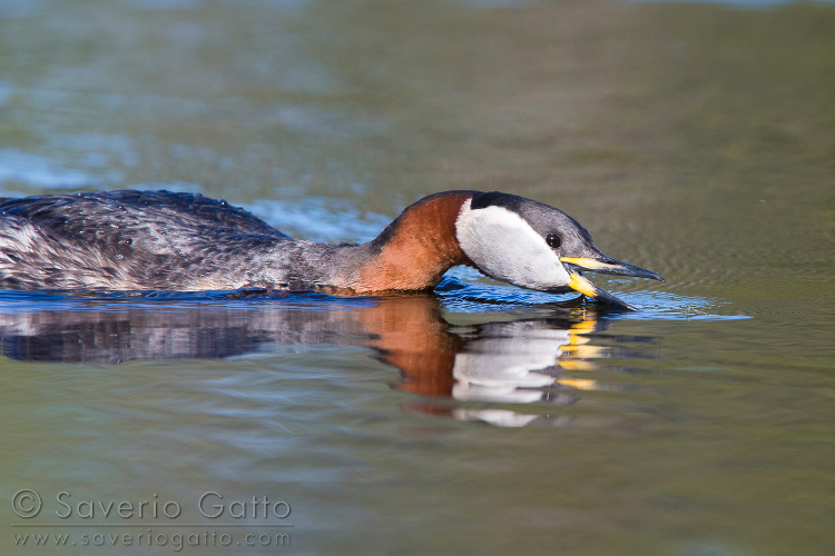 Red-necked Grebe, adult catching a mosquito on water surface