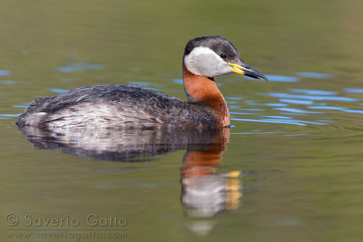 Red-necked Grebe