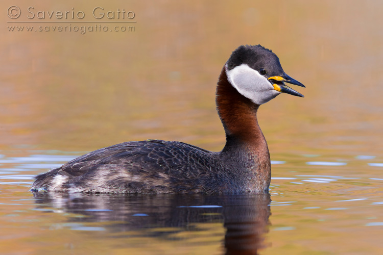 Red-necked Grebe, adult swimming in a lake