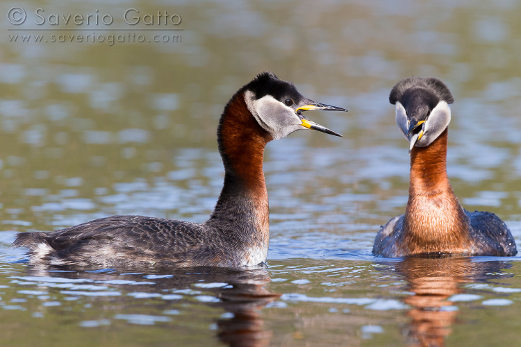 Red-necked Grebe