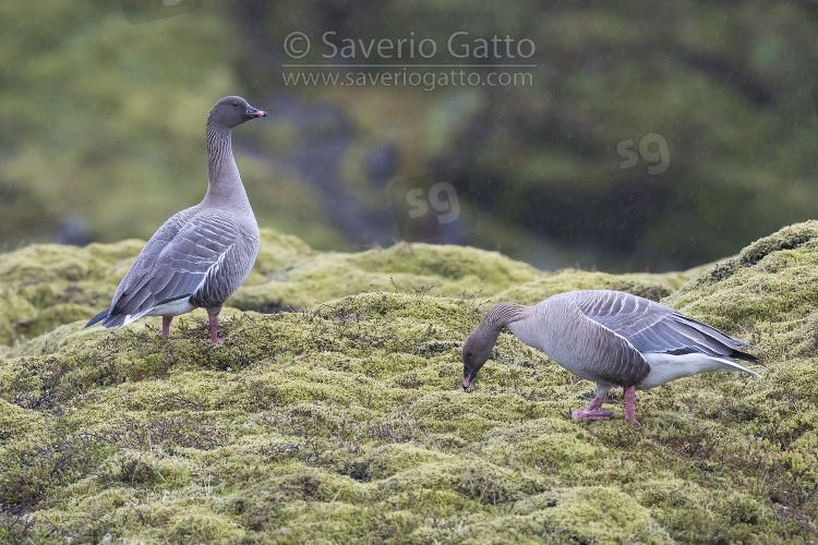 Pink-footed Goose