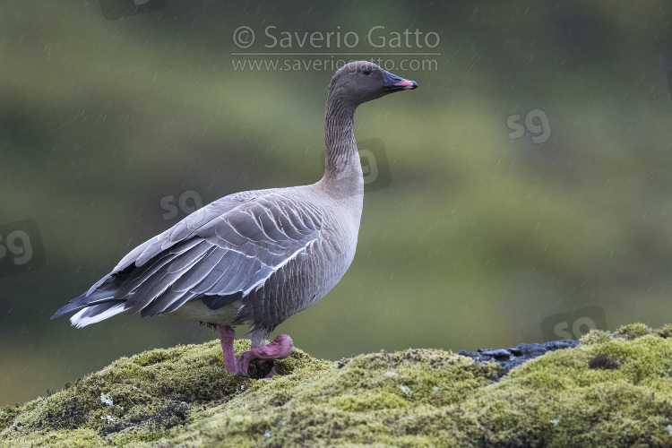 Pink-footed Goose