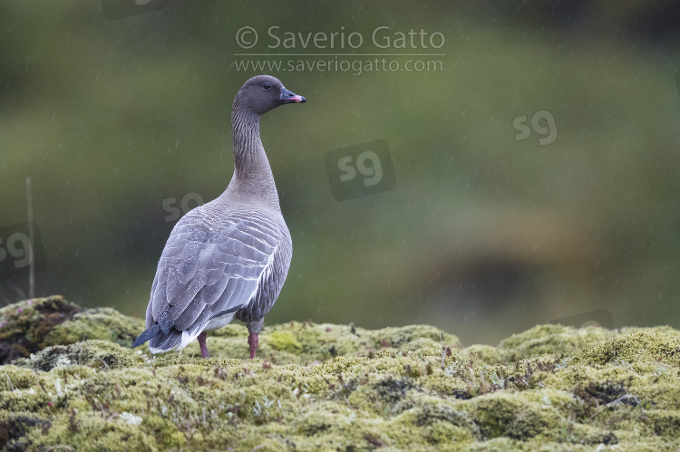 Pink-footed Goose