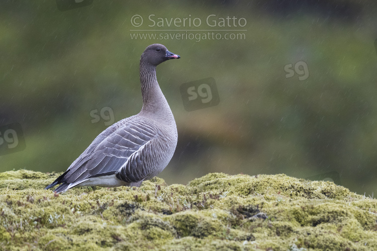 Pink-footed Goose