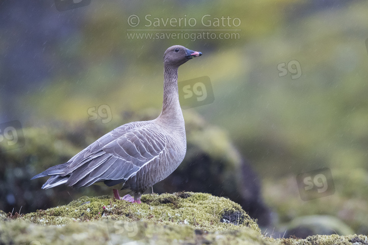 Pink-footed Goose, adult standing in its breeding habitat