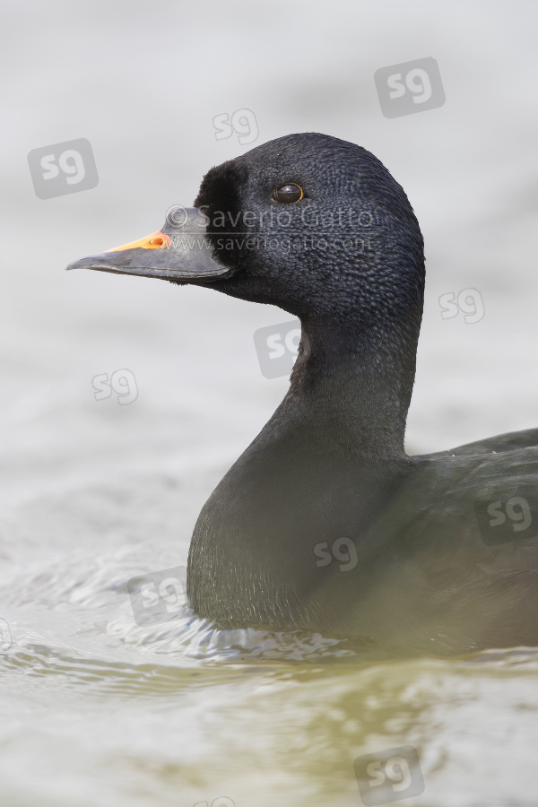 Common Scoter, adult male close-up