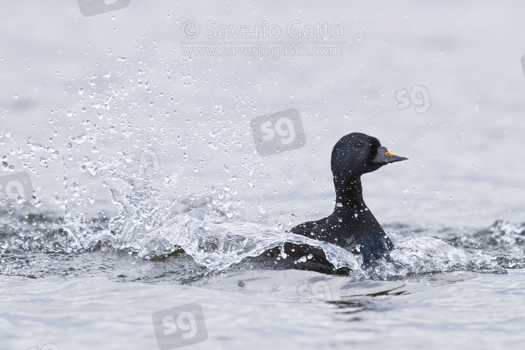 Common Scoter, adult male swimming in a lake