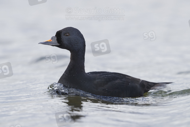 Common Scoter, adult male swimming in a lake