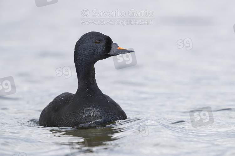 Common Scoter