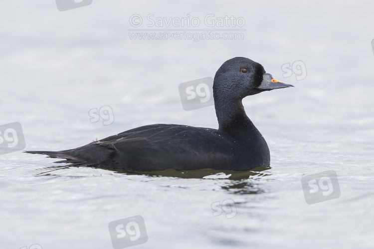 Common Scoter, adult male swimming in a lake