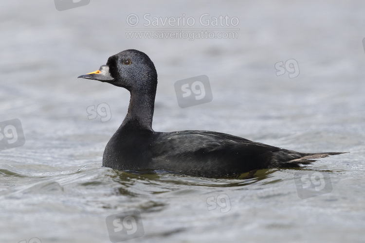 Common Scoter, adult male swimming in a lake