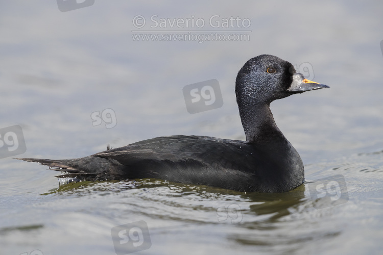 Common Scoter, adult male swimming in a lake