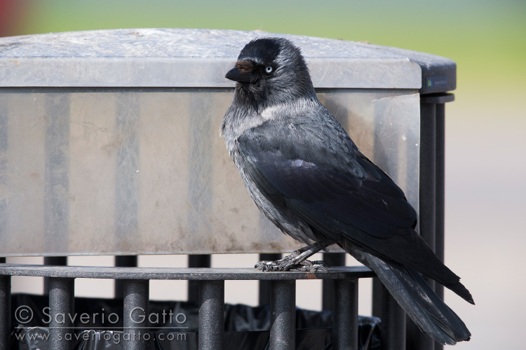 Western Jackdaw, adult standing on a garbage bin in finland