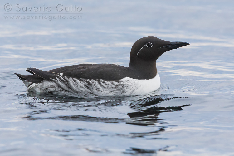 Common Murre, bridled adult swimming in the sea